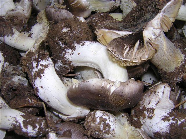 Escursione mirata   a Tricholoma portentosum